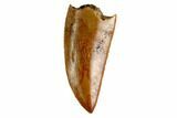 Serrated, Raptor Tooth - Real Dinosaur Tooth #144644-1